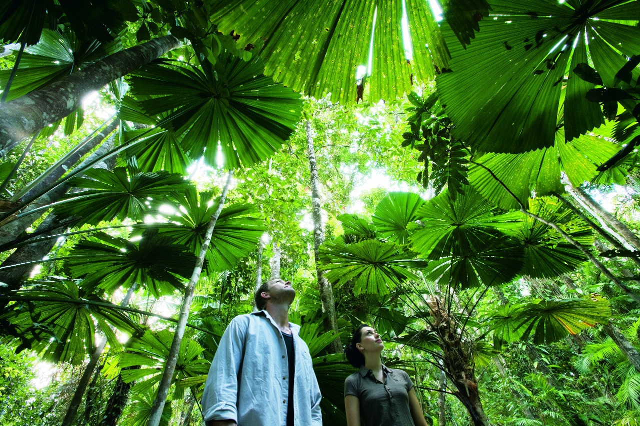 Daintree Forest Tour