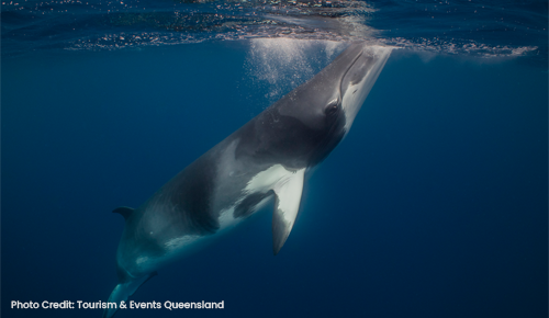 Wildlife Watching in the Great Barrier Reef